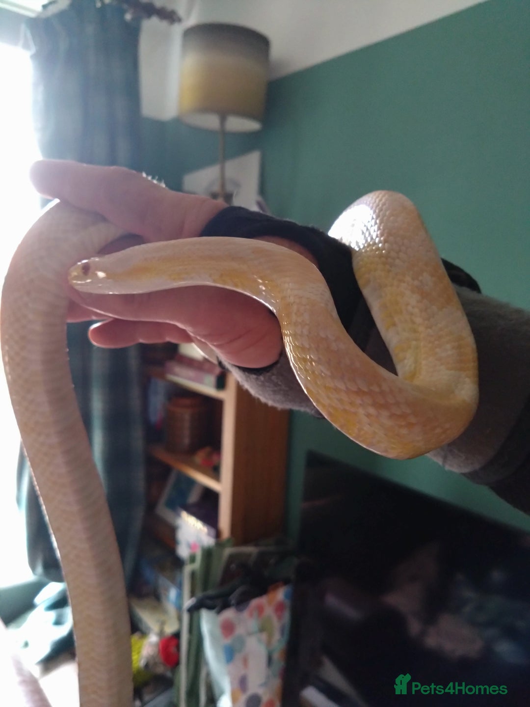 Corn Snake reptiles for sale: Snow corn snake  - Image 2