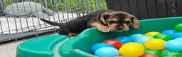 Bocker dogs for sale: Beautiful Bocker Pups - Ready 14.09.26 in Thirsk - Advert 18