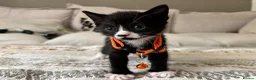 Mixed Breed cats for sale: Cute tuxedo kittens.   - Advert 7