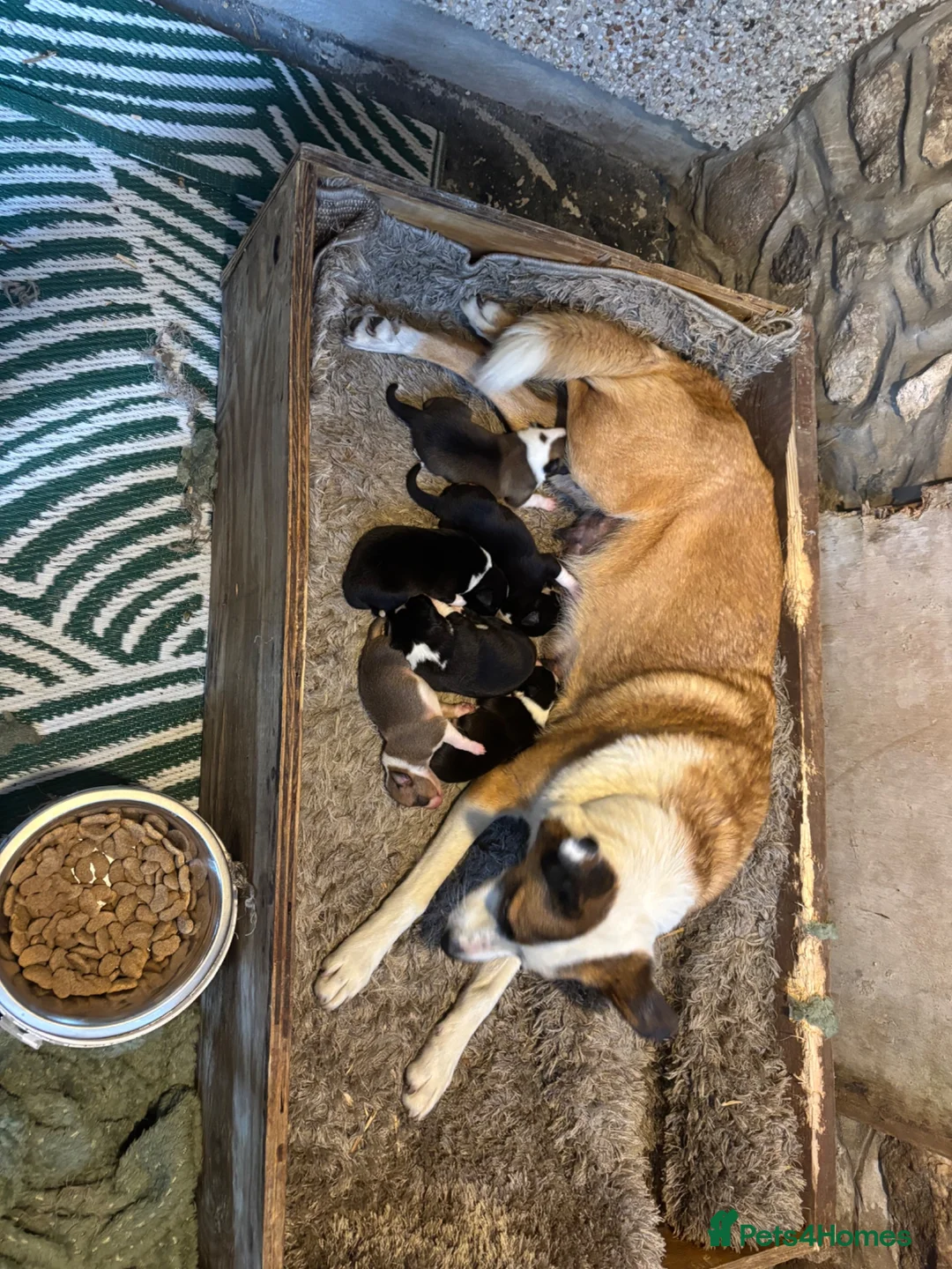 Mixed Breed dogs for sale: Collie  in Caernarfon - Advert 1