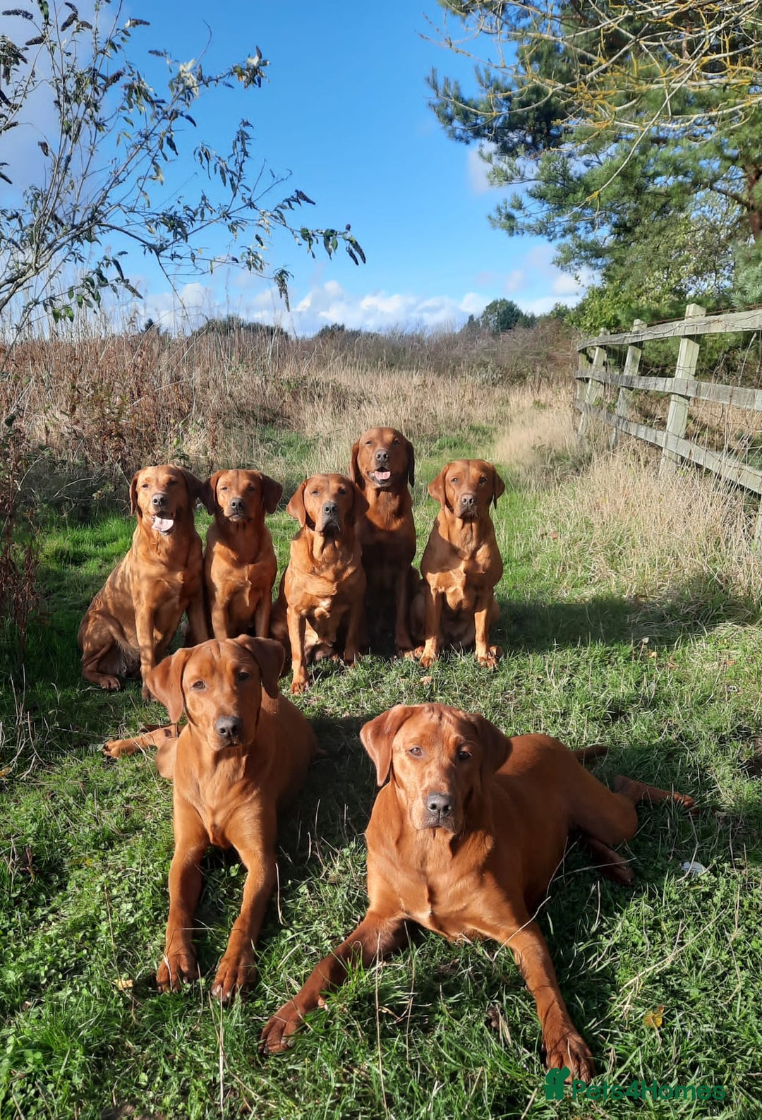 Labrador Retriever dogs for sale: 💥H/TESTED WORKING FOX RED LABRADORS FOR SALE💥 - Image 9