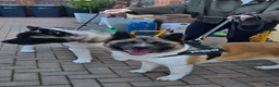 Akita dogs for sale: Pure breed American Akita puppies for sale - Advert 10