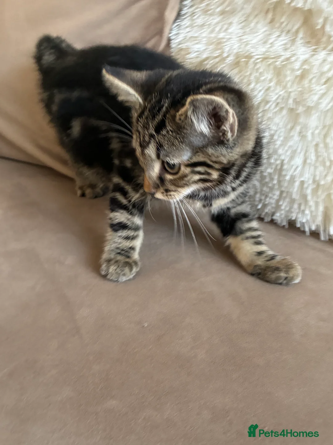 Mixed Breed cats for sale: two domestic kittens - Advert 4