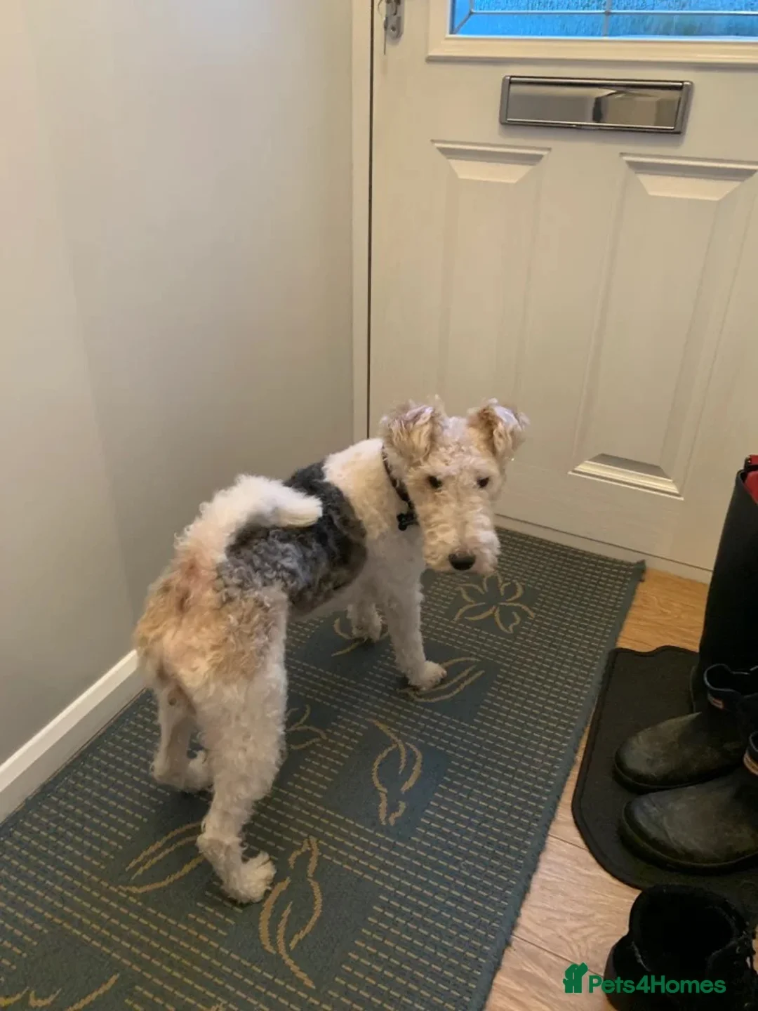 Fox Terrier dogs for sale: Wire Haired fox terrier puppies - Advert 7