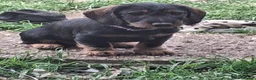 Dachshund dogs for sale: Standard Wirehaired Dachshund/Teckel Puppies - Advert 5