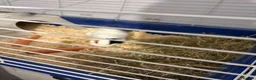 Guinea Pig rodents for sale: 2 year old guinea pigs  in Lewes - Advert 2