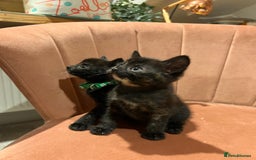 Domestic Shorthair cats for sale: Adorable Tortoiseshell Kittens - Image 26