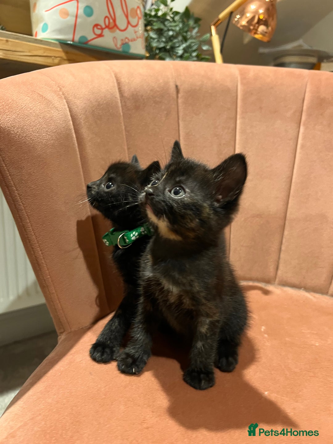 Domestic Shorthair cats for sale: Adorable Tortoiseshell Kittens - Image 26