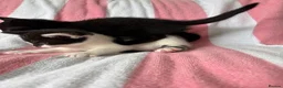 Mixed Breed cats for sale: Kittens, black and white - Advert 14