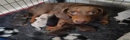 Miniature Dachshund dogs for sale: Lovely litter of 7 daschund puppies! - Advert 4