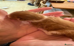 Maine Coon cats for sale: Maine Coon cuties - Advert 8