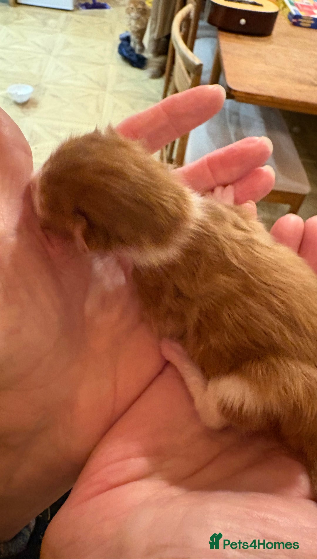 Maine Coon cats for sale: Maine Coon cuties - Advert 8