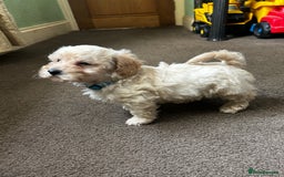 Poochon dogs for sale: Absolutely amazing Poochon Puppies - Image 28