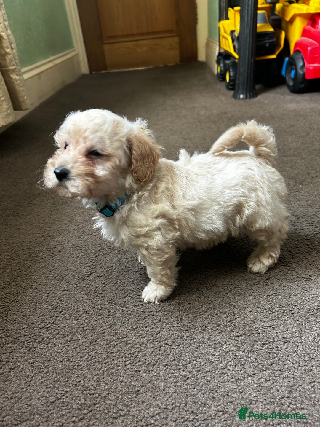 Poochon dogs for sale: Absolutely amazing Poochon Puppies - Image 28