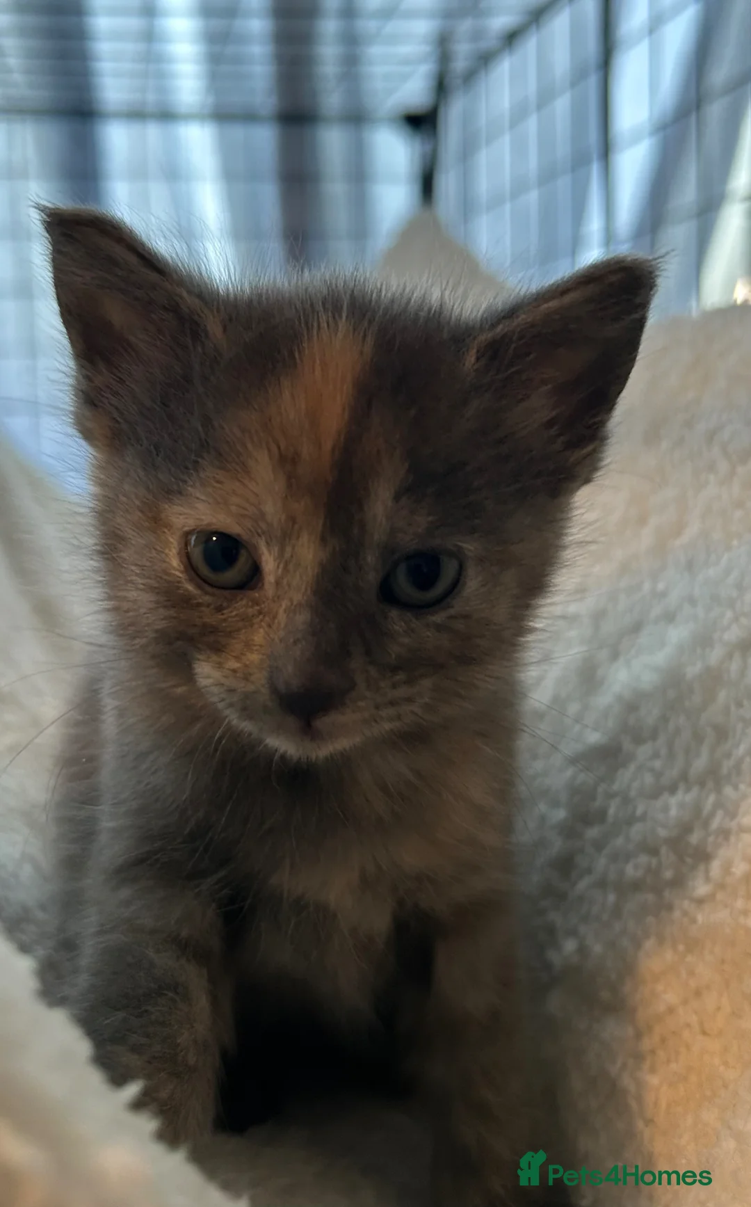 British Shorthair cats for sale: Gorgeous BSH kittens  - Advert 12