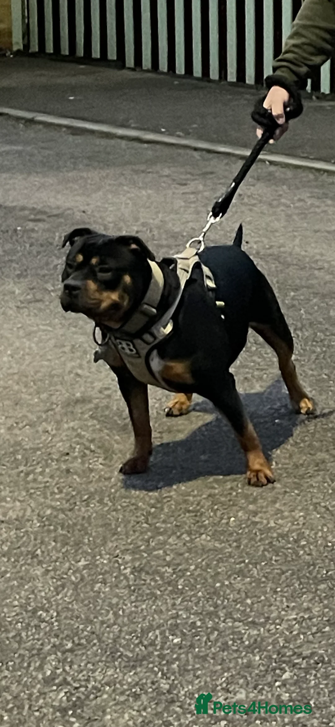 Mixed Breed dogs for sale: Beautuful bully - Advert 11