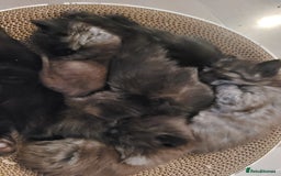 Ragdoll cats for sale: 1/2 Ragdoll 1/2 british Blue MIx Kittens - Image 3