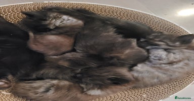 Ragdoll cats - Advert 16