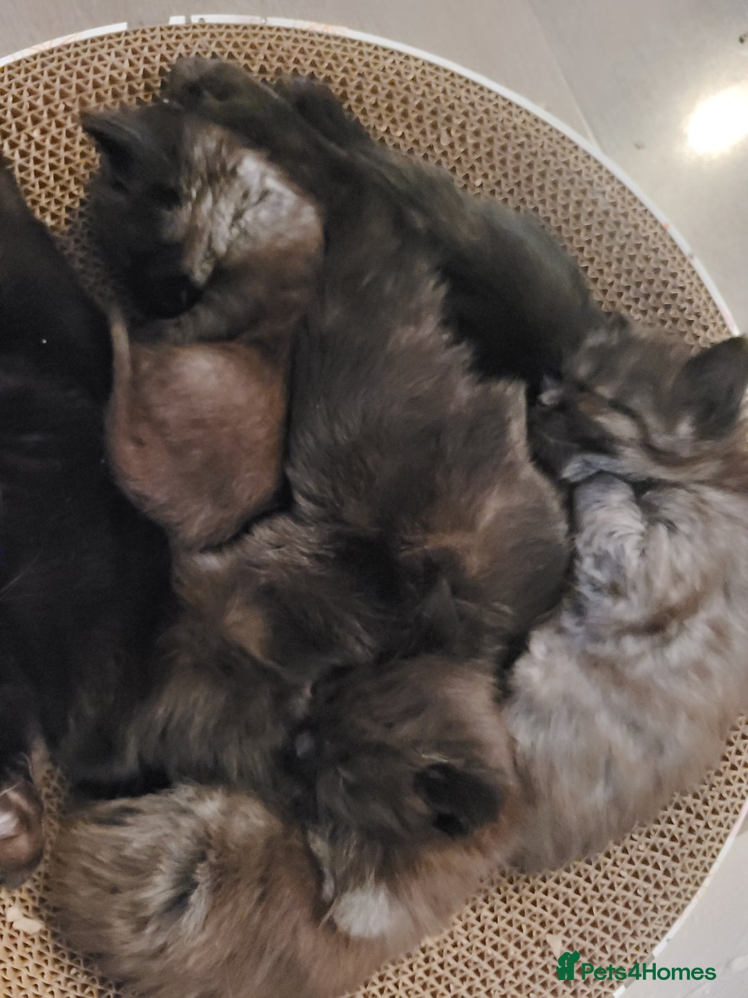 Ragdoll cats for sale: 1/2 Ragdoll 1/2 british Blue MIx Kittens - Image 3
