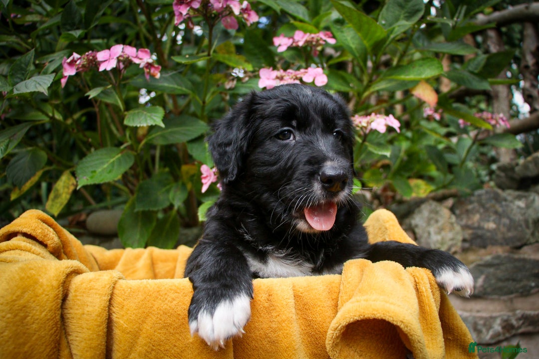 Mixed Breed dogs for sale: 3 x Border collie cross retriever pups - Image 13