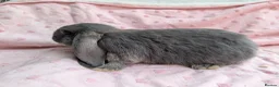 French Lop rabbits for sale: French Lop Rabbits – Ready from 4th September - Advert 12