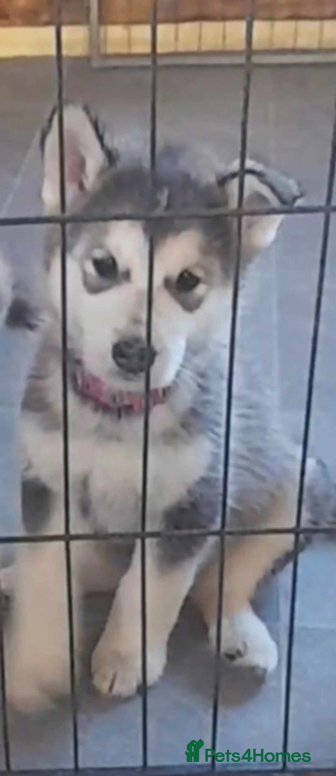 Alaskan Malamute dogs for sale: Alaskan Malamute  - Advert 1