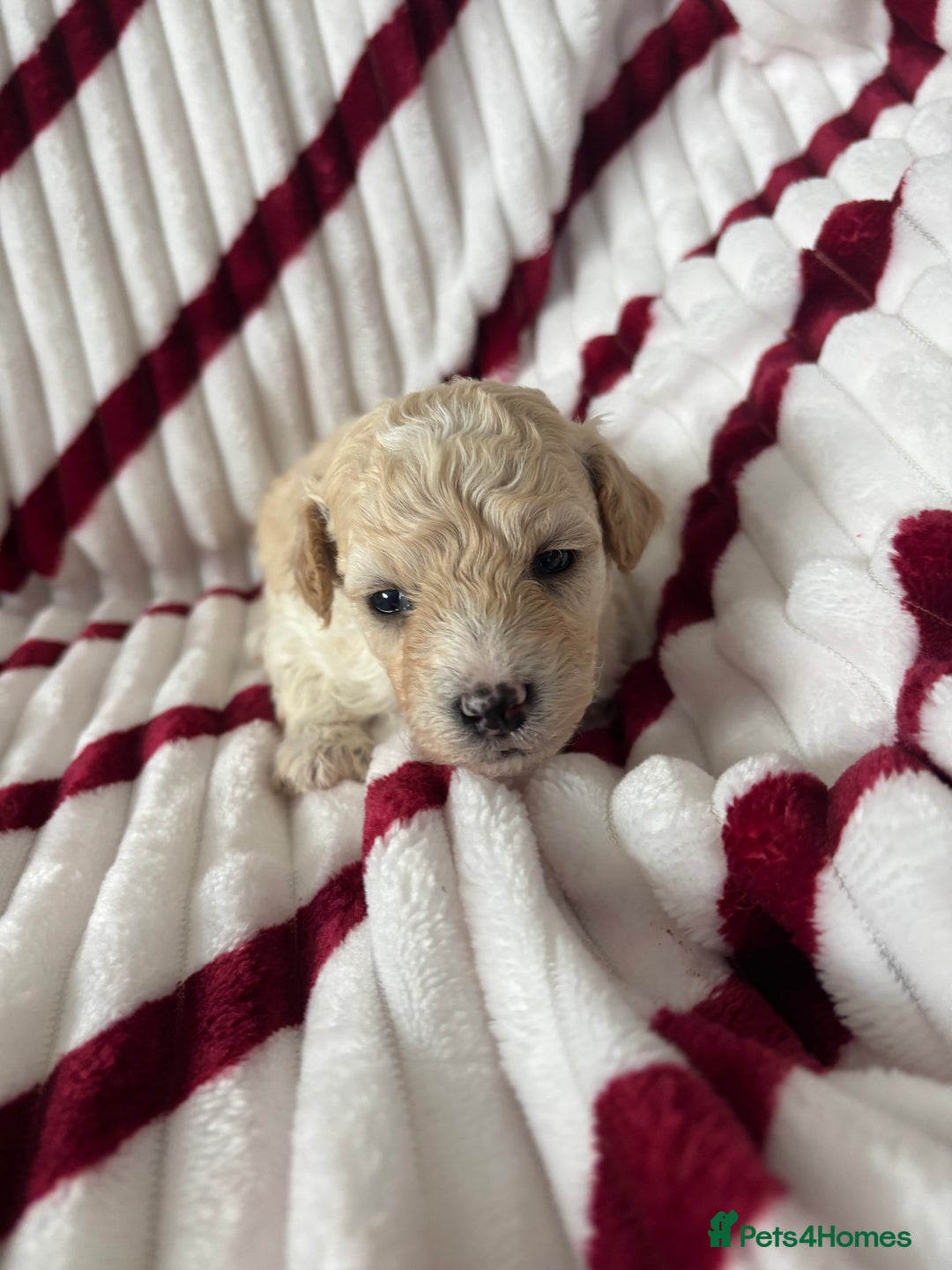 Poochon dogs for sale: Beautiful fluffy puppies  - Advert 4