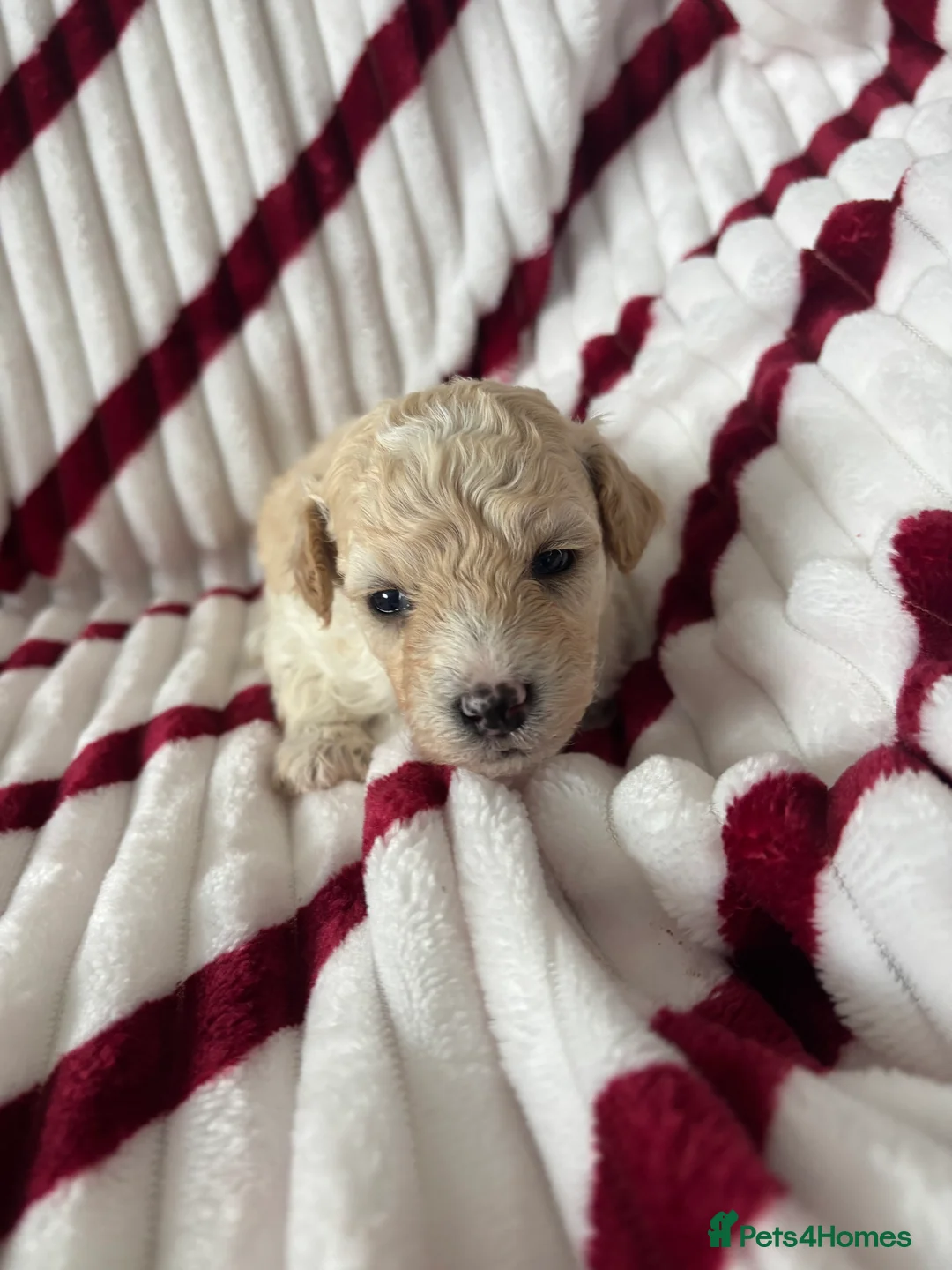 Poochon dogs for sale: One boy remaining - Advert 7