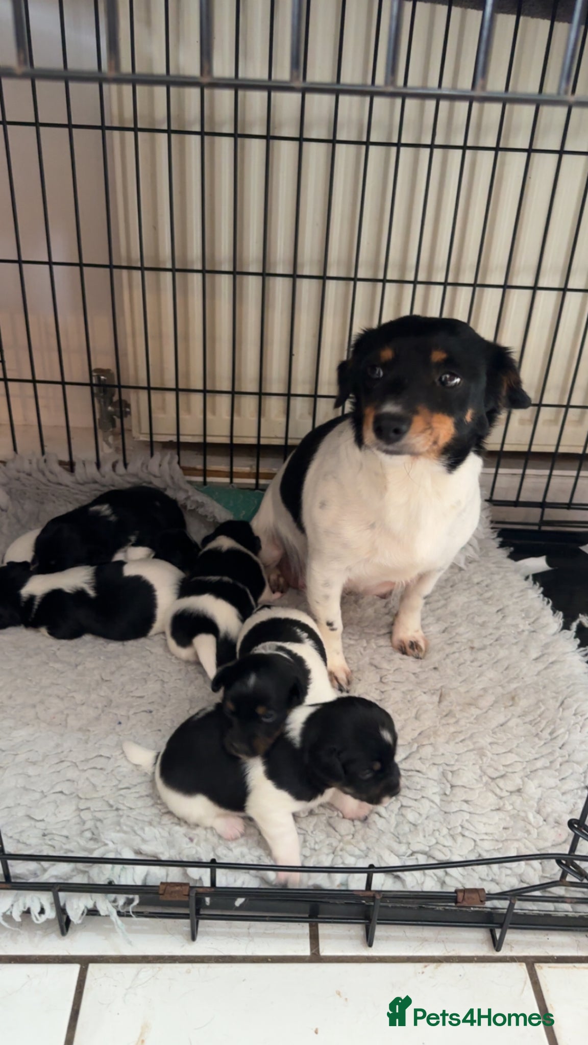 Jack Russell dogs Stunning jack Russel puppies  - Advert 2
