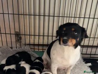 Jack Russell dogs Stunning jack Russel puppies - Advert 1