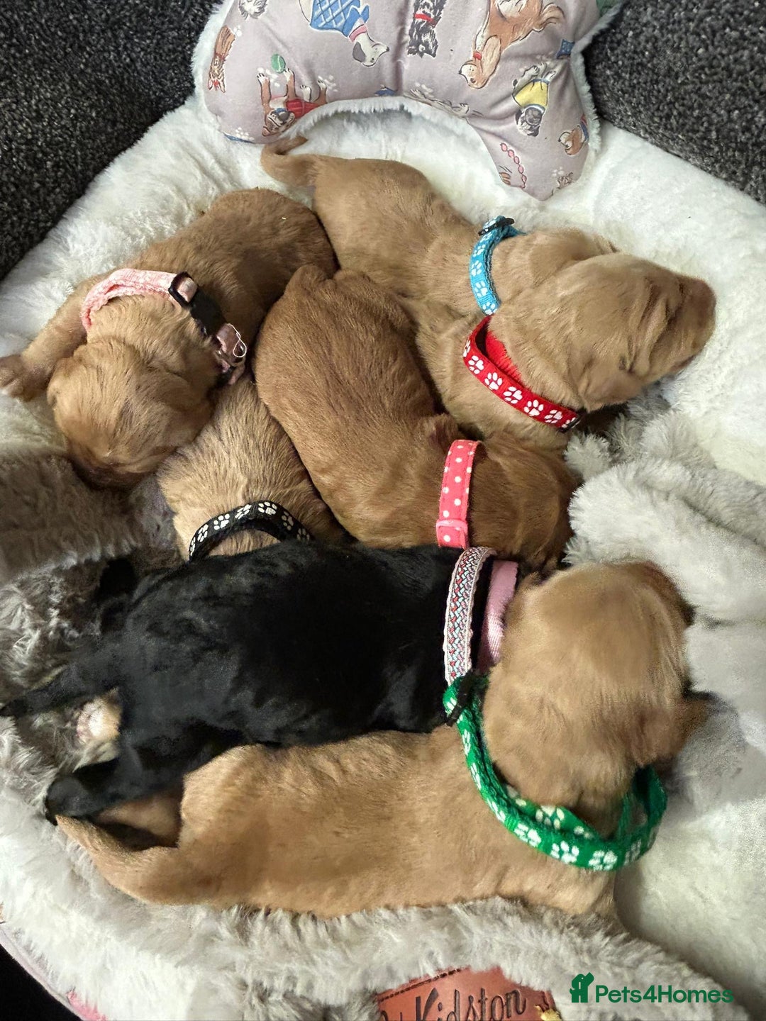 Mini Goldendoodle dogs for sale: Beautiful F1 Miniature Goldendoodle Puppies  - Advert 2