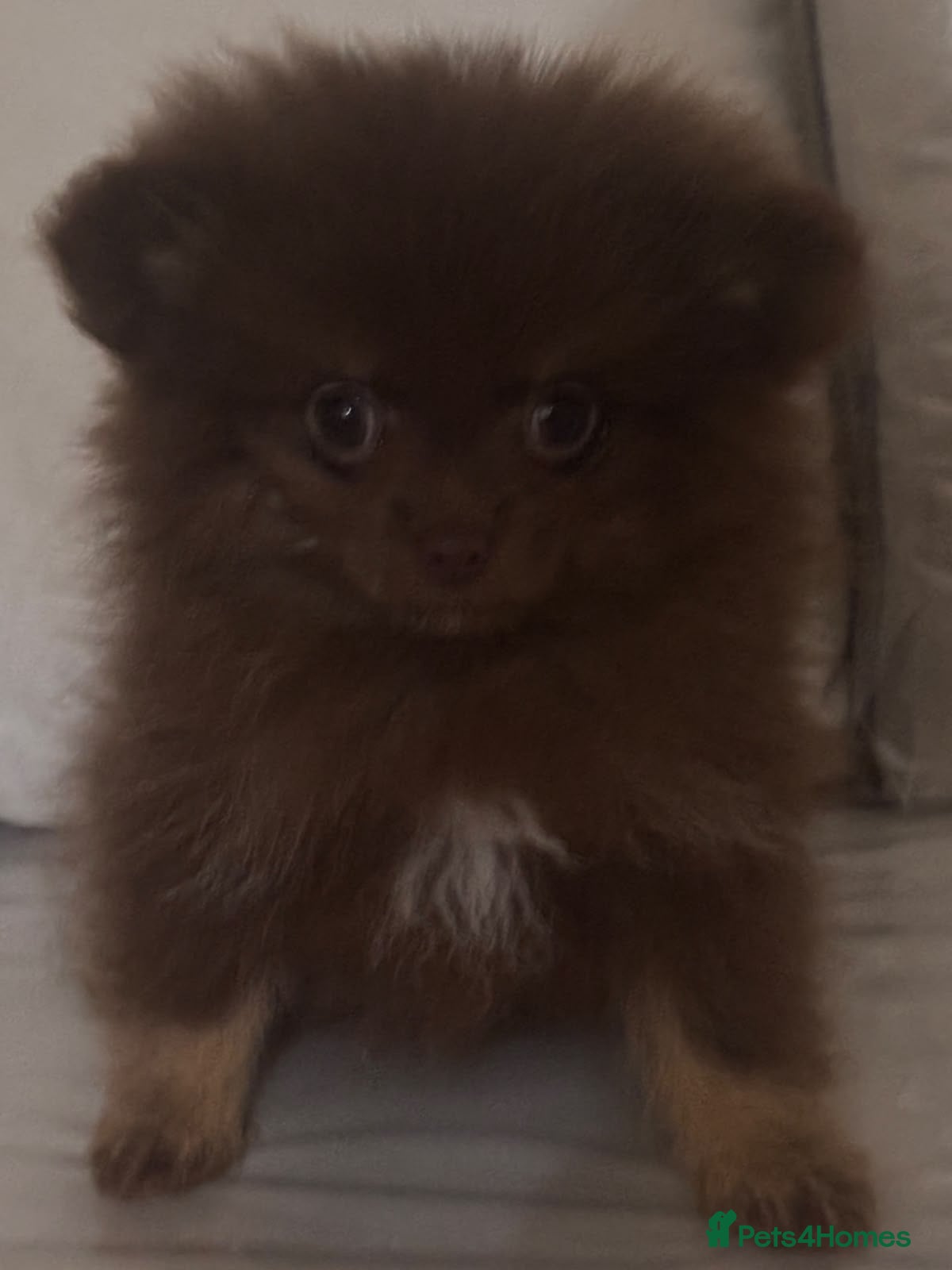 Pomeranian dogs 🤎 Gorgeous Chocolate & Tan Pomeranian Puppies  - Advert 1