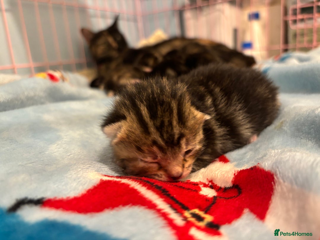 Mixed Breed cats for sale: 5 Gorgeous kittens for reserve - Image 4