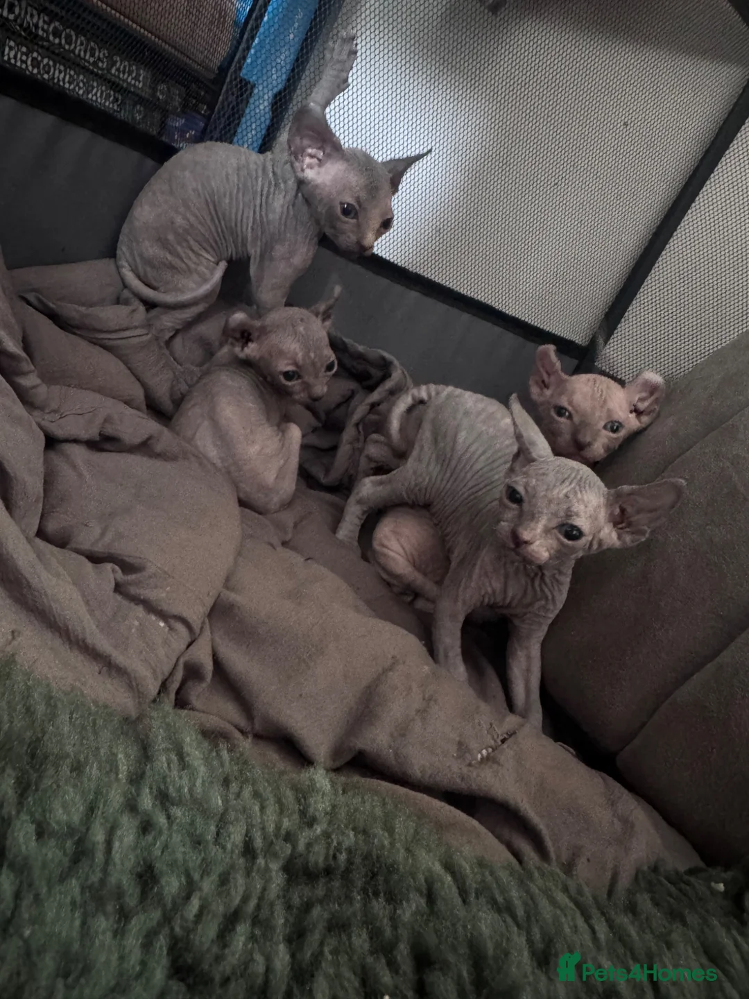 Sphynx cats for sale: 🐈‍⬛🐾 Sphynx elf's / Canadian kittens  - Advert 6