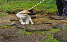Akita dogs for sale: Athena - Image 6
