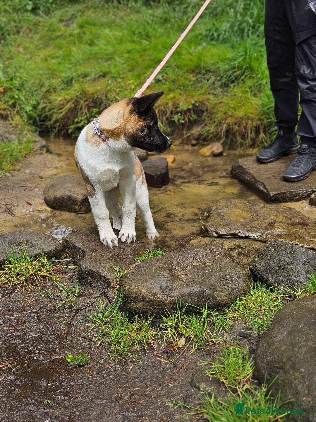 Akita dogs for sale: Athena - Image 6