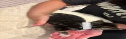 Mixed Breed cats for sale: 6 kittens 4 girls / 2 boys  in Birmingham - Advert 17