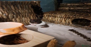 Hamster rodents - Advert 3