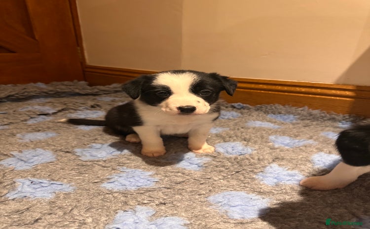 Border Collie dogs - Advert 3