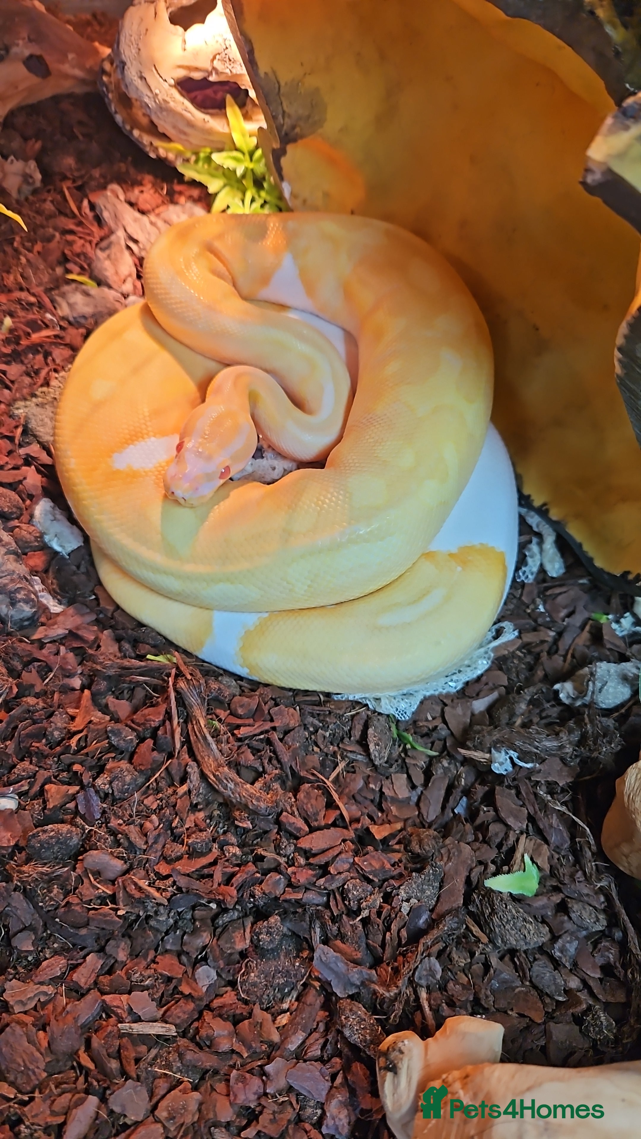 Python Snake reptiles Albino ball python - Advert 1