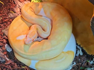 Python Snake reptiles Albino ball python - Advert 1
