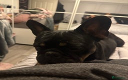 French Bulldog dogs for sale: Urgent rehome needed - Image 4