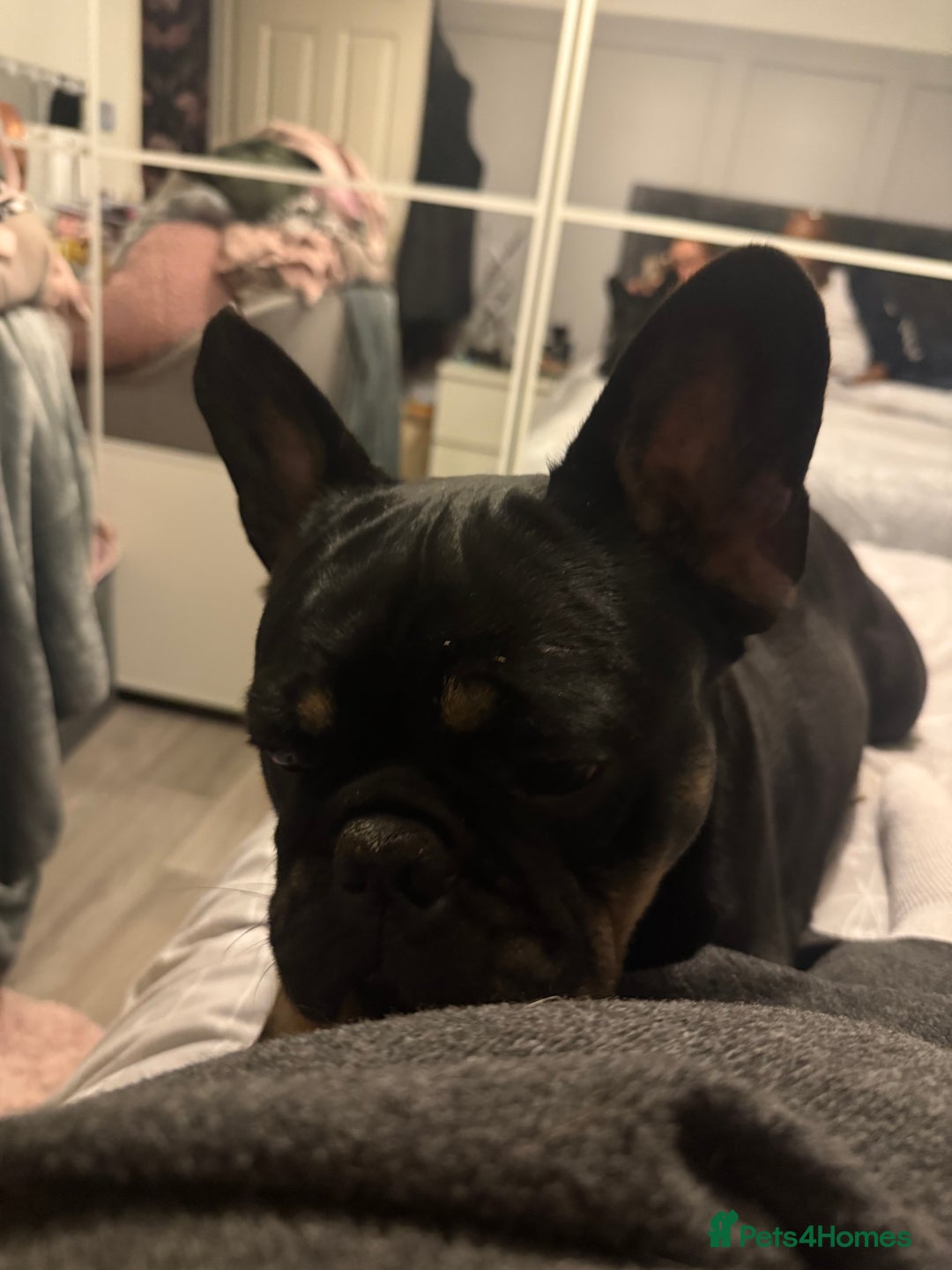French Bulldog dogs for sale: Urgent rehome needed - Image 4