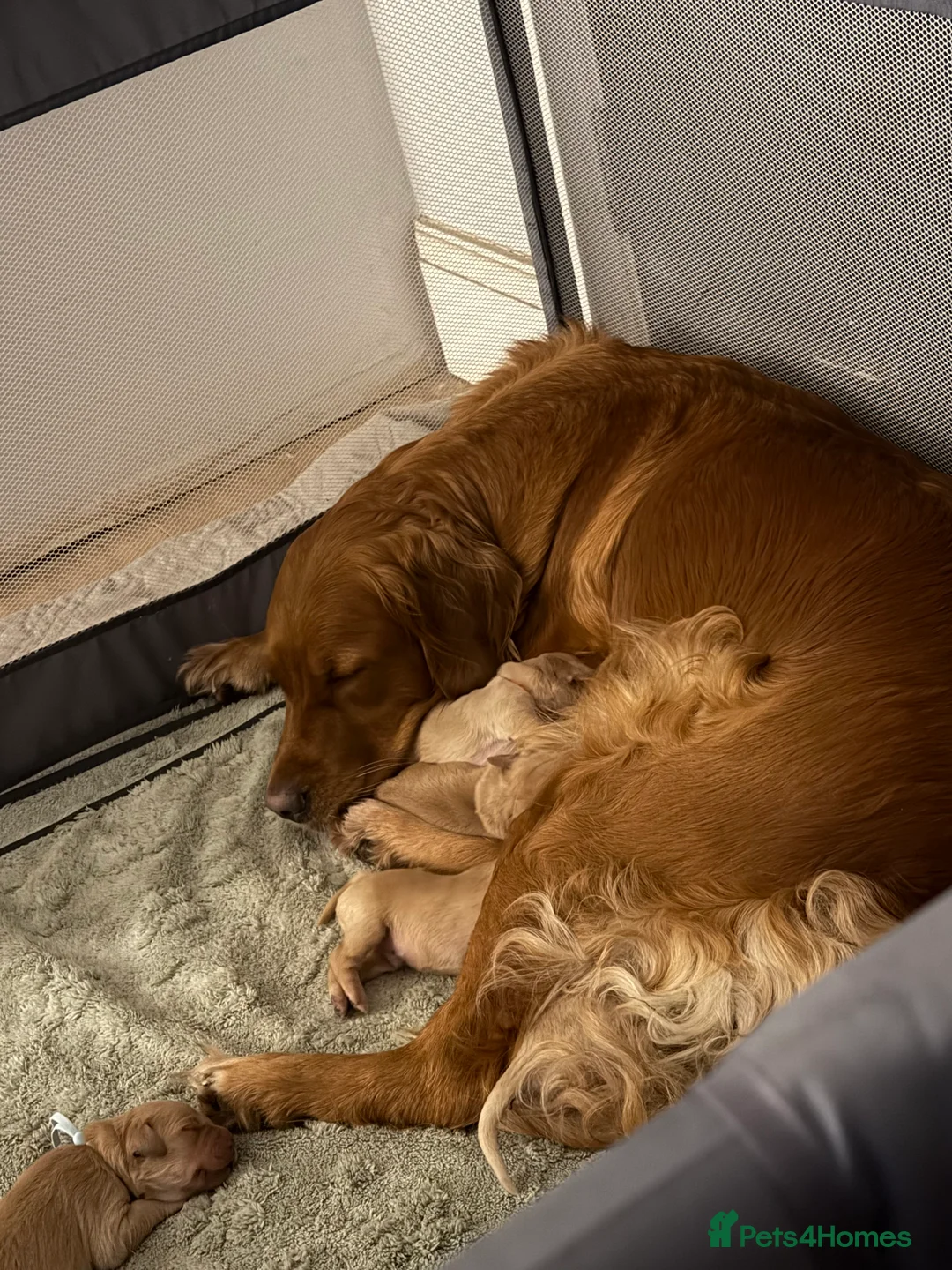 Golden Retriever dogs for sale: Beautifully Coloured Golden Retriever Puppies - Advert 8