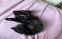 British Shorthair cats for sale: Beautiful kittens looking for new home  - Image 21