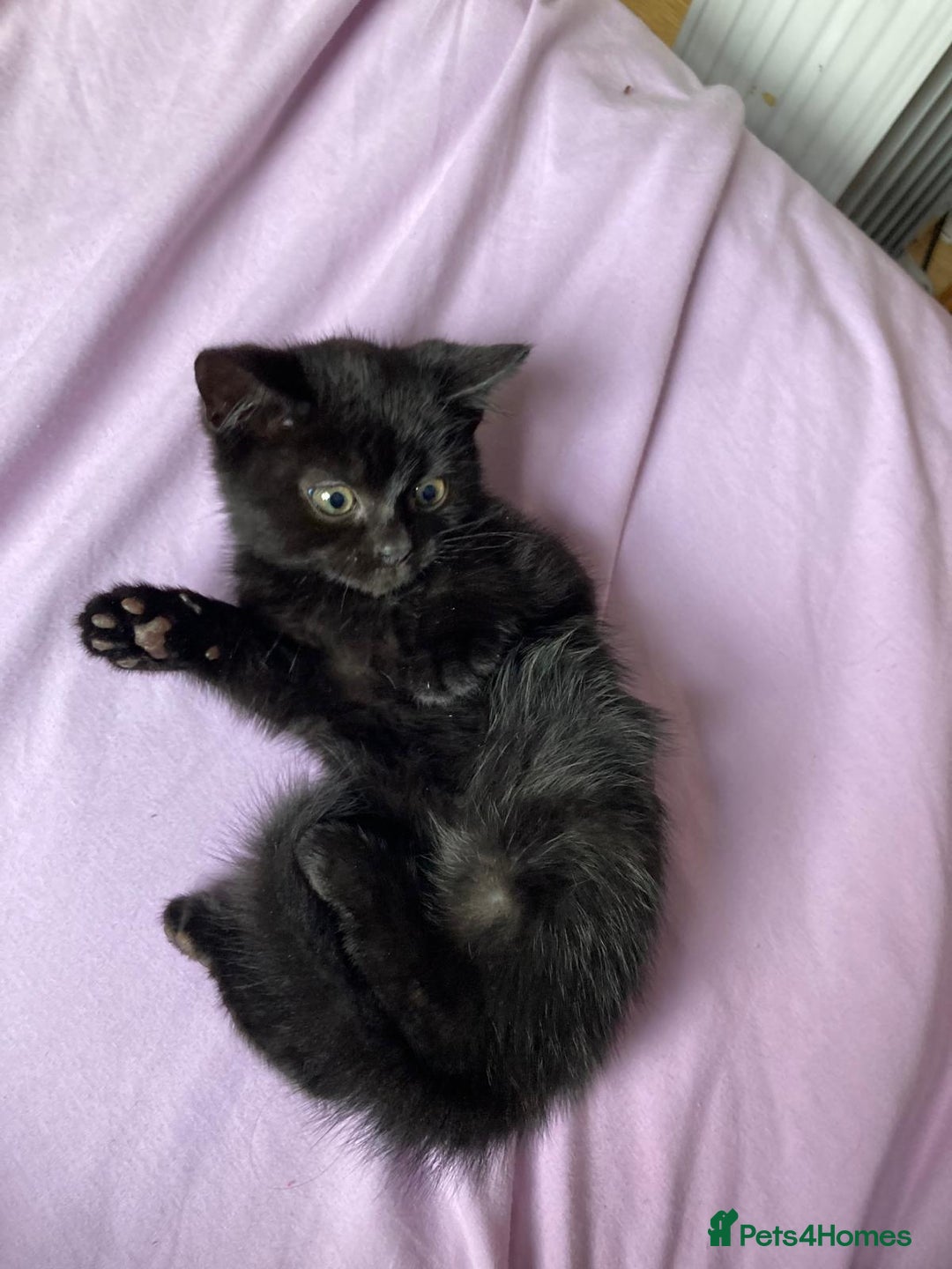British Shorthair cats for sale: Beautiful kittens looking for new home  - Image 21