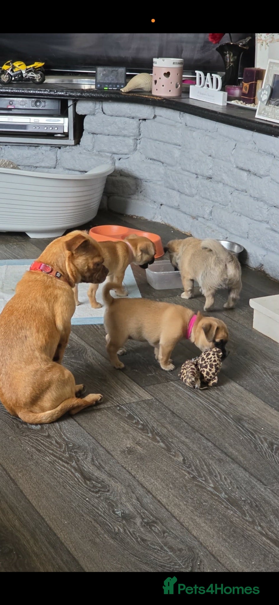 Chug dogs 1 girl 2 boy cuddly chug babies black /fawn - Advert 2