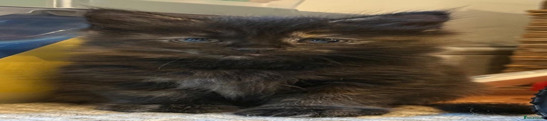 British Longhair Kitten 5