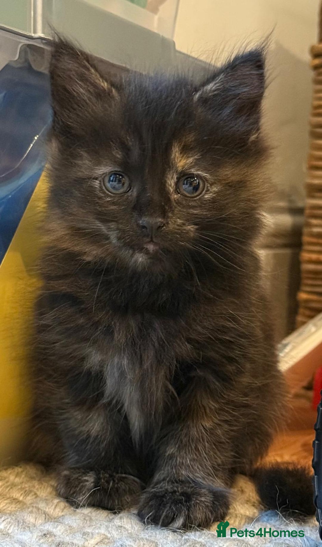 British Longhair cats for sale: Longhair & Shorthair Kittens - Image 12