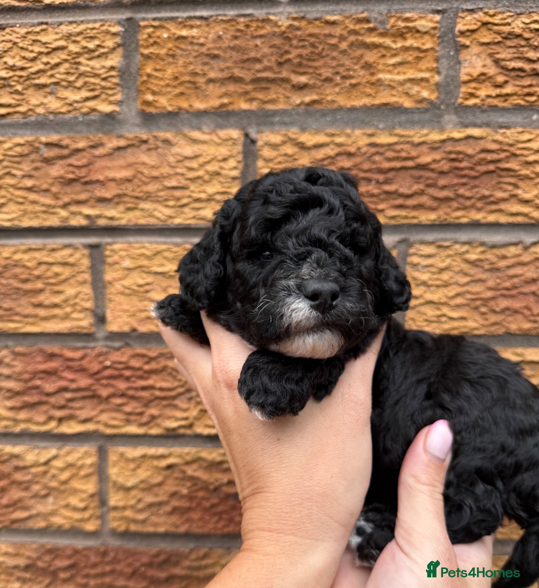 Cockapoo dogs Toy Cockapoo Puppies | DNA & Health Tested Parents - Advert 2